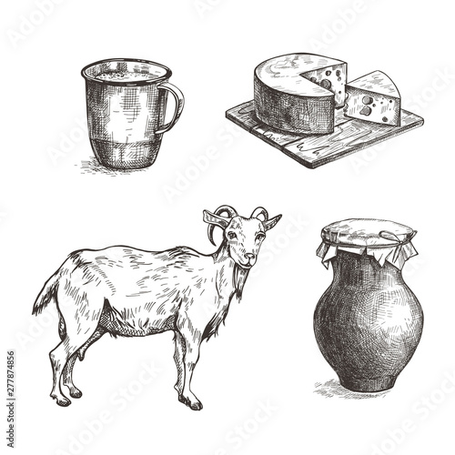 Goat, cheese, earthenware jug and cup. Vintage illustration.