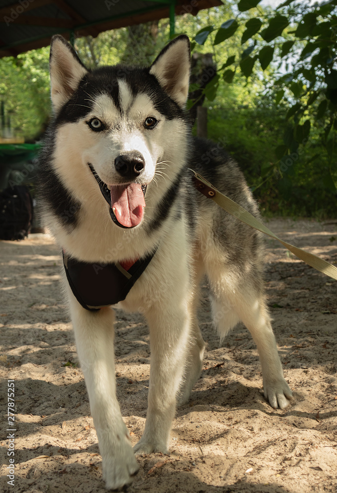 portrait of  dog with  different color of eyes, open mouth, husky in nature