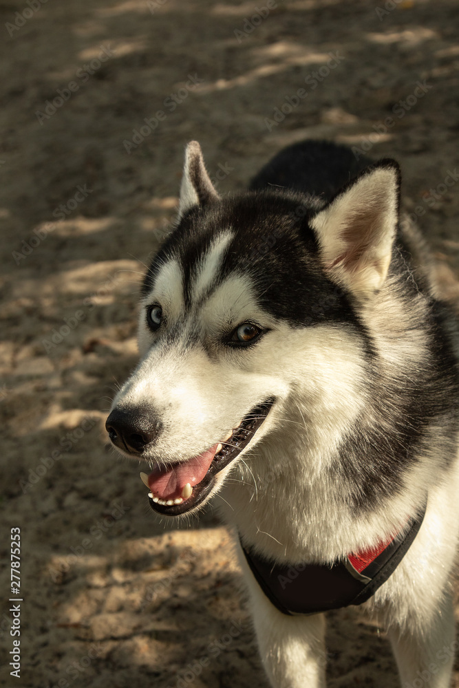 close-up portrait of a young Siberian husky with different eyes and open mouth in nature close-up portrait of a young Siberian husky with different eyes and open mouth in nature