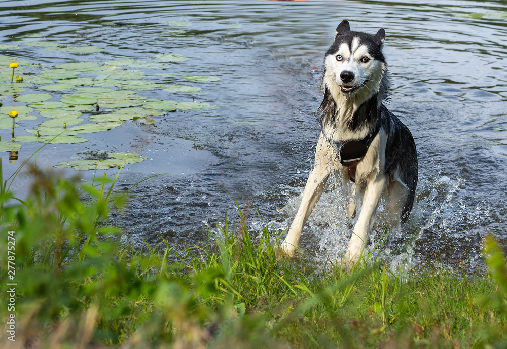 Should You Spray A Dog With Water