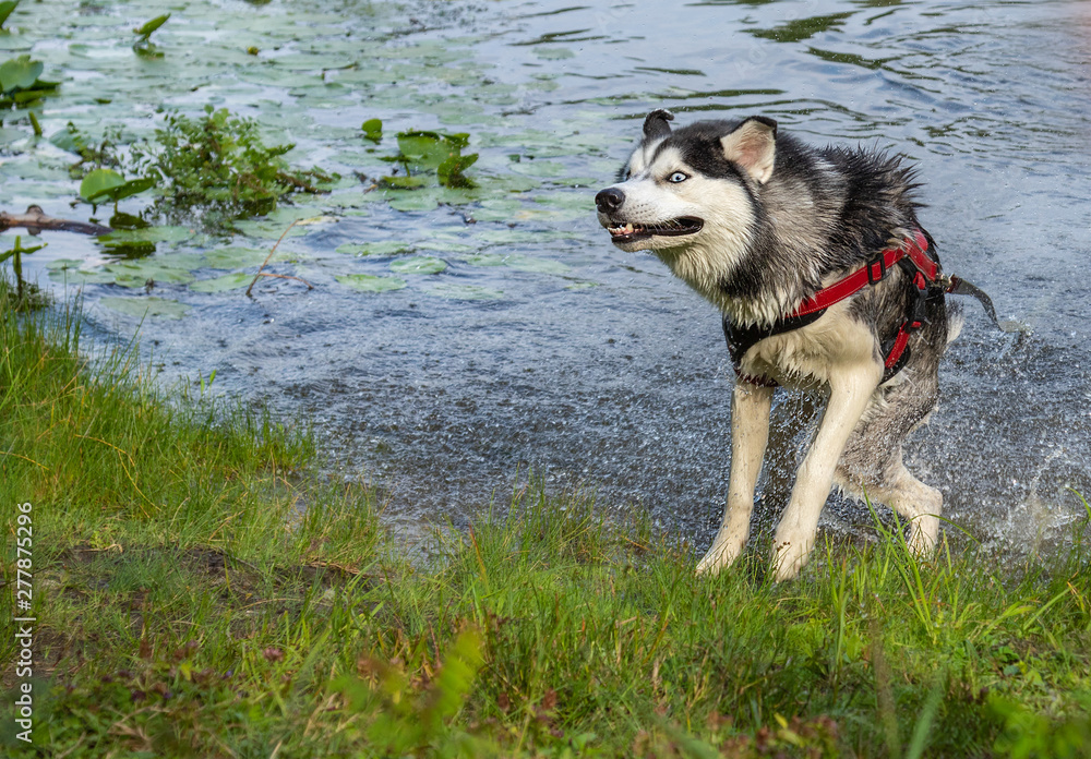 Should You Spray A Dog With Water