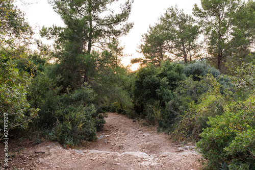 The footpath leading through the Hanita forest in northern Israel, in the rays of the setting sun