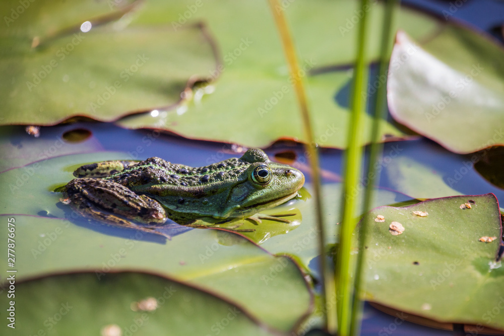 A beautiful common green water frog enjoying sunbathing in a natural habitat at the forest pond. Wild amphibian. A beautiful common green water frog enjoying sunbathing in a natural habitat at the forest pond. Wild amphibian.
