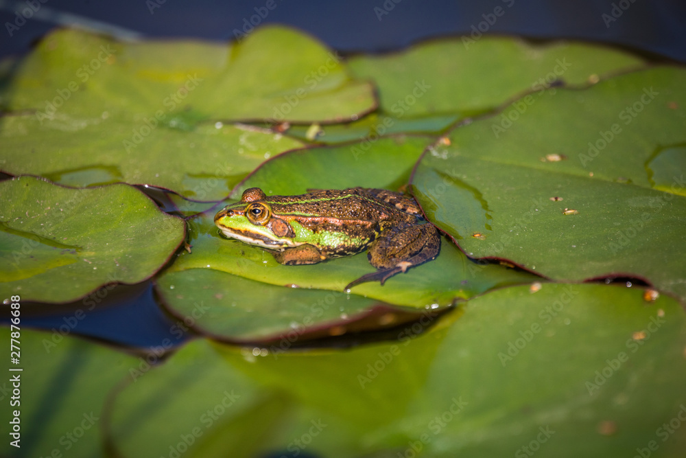 A beautiful common green water frog enjoying sunbathing in a natural habitat at the forest pond. Wild amphibian. A beautiful common green water frog enjoying sunbathing in a natural habitat at the forest pond. Wild amphibian.