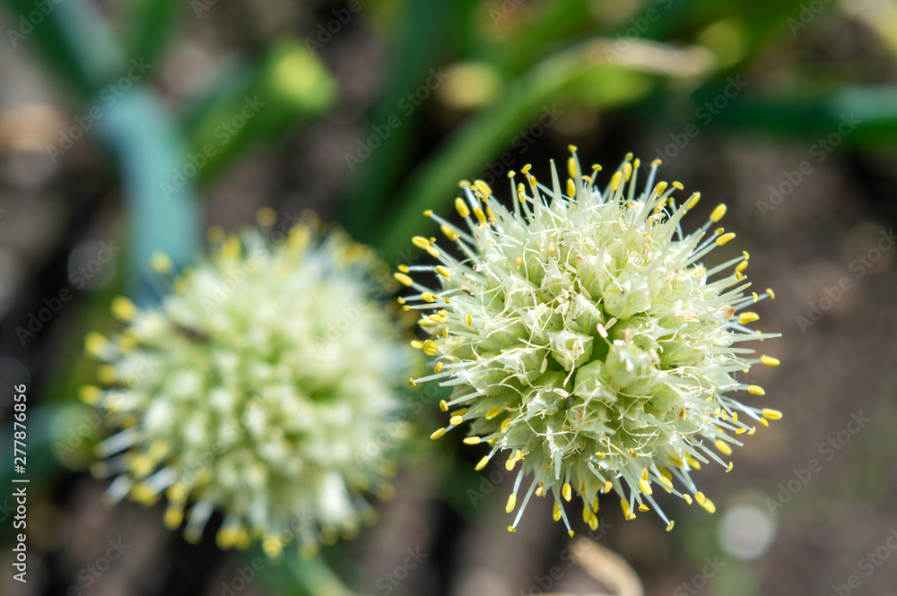 blooming head of green onions in the garden blooming head of green onions in the garden