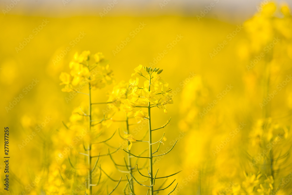 Beautiful, vivid yellow rapeseed flowers in the field. Spring scenery of northern Europe. Beautiful, vivid yellow rapeseed flowers in the field. Spring scenery of northern Europe.