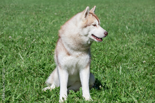 Sable siberian husky puppy is sitting on a green meadow. Pet animals.