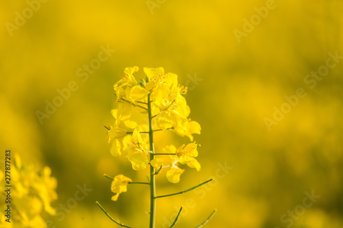 Beautiful, vivid yellow rapeseed flowers in the field. Spring scenery of northern Europe.