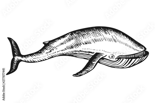 Whale Doodle hand drawn sketch vector