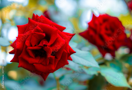 red rose