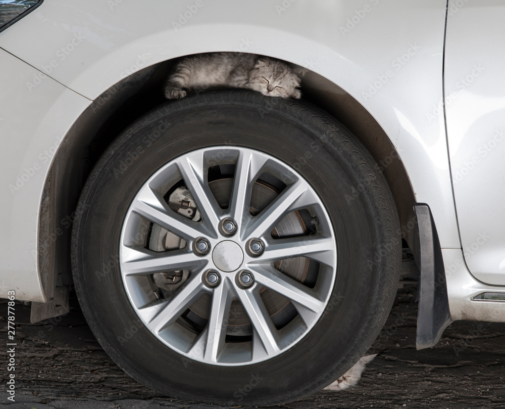 the kitten is sleeping on a car tire the kitten is sleeping on a car tire