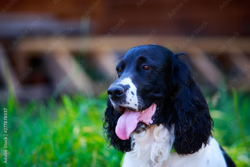 Dog breed Russian hunting spaniel