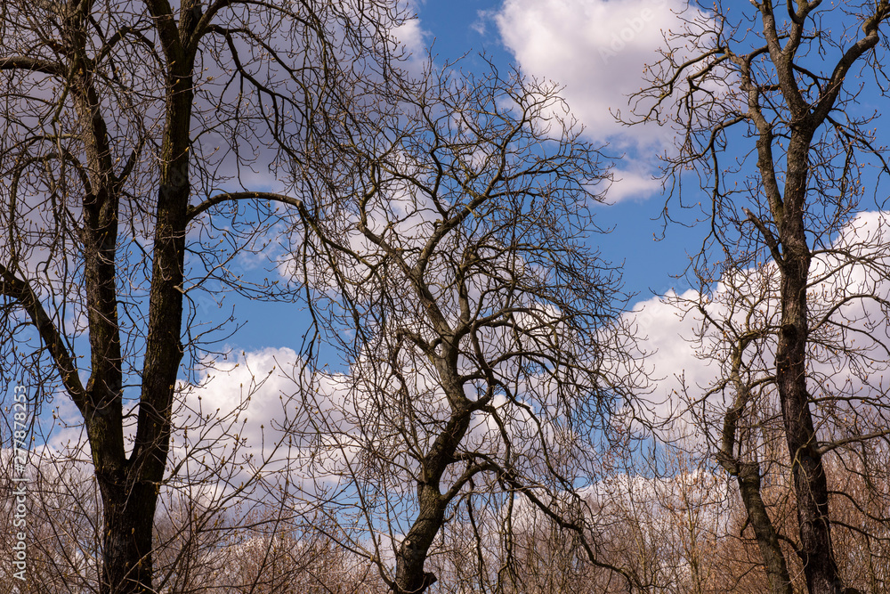 Chestnut trees in spring - without leaves Chestnut trees in spring - without leaves