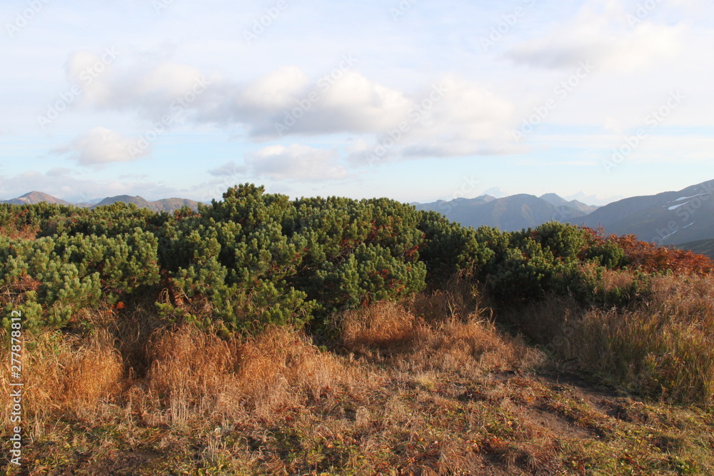 Young conifers at the foot of the volcano in Kamchatka.