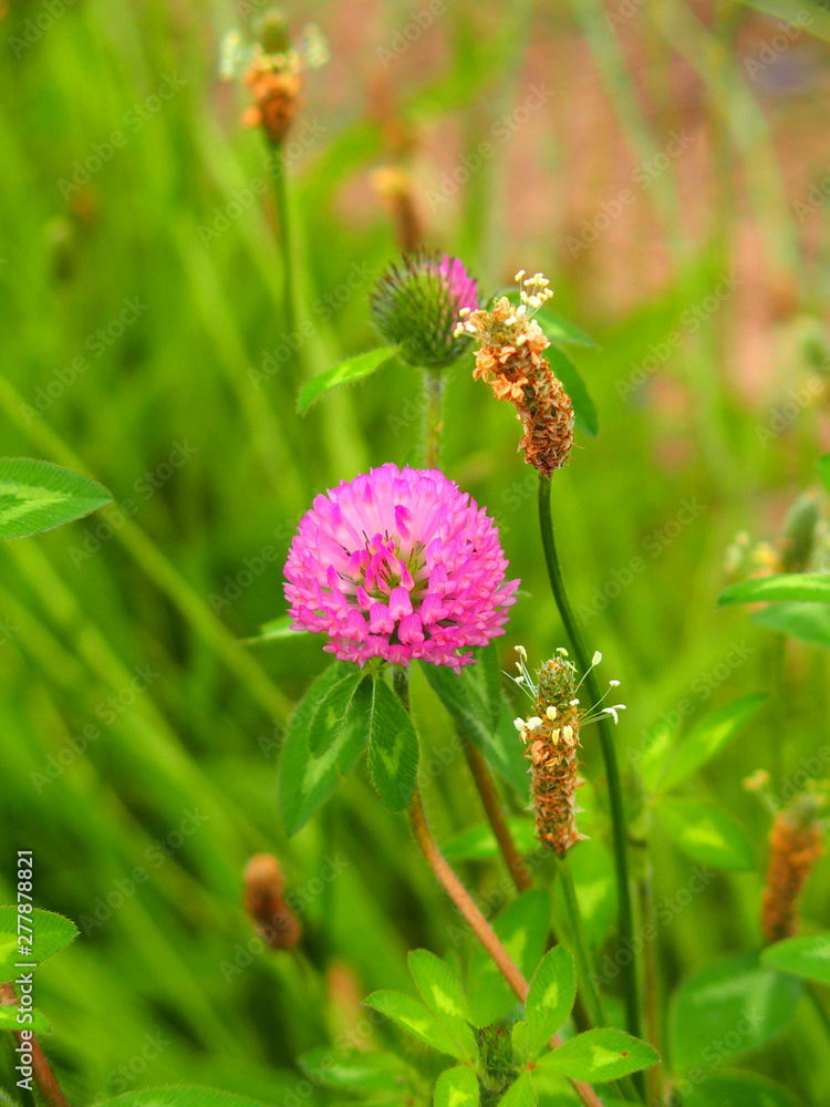 除草された後の土手に咲く赤詰め草 除草された後の土手に咲く赤詰め草