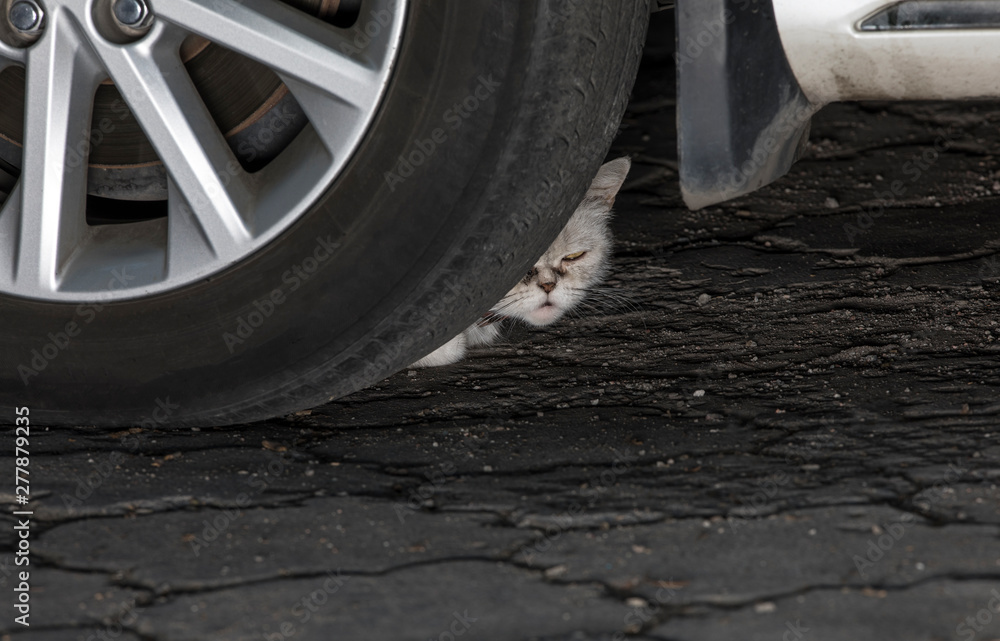 Fototapeta premium the kitten is sleeping on a car tire