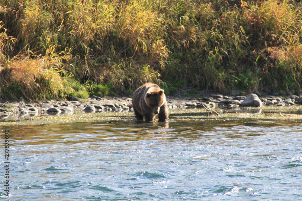 Brown bear swimming and fishing in the river in Kamchatka. Brown bear swimming and fishing in the river in Kamchatka.