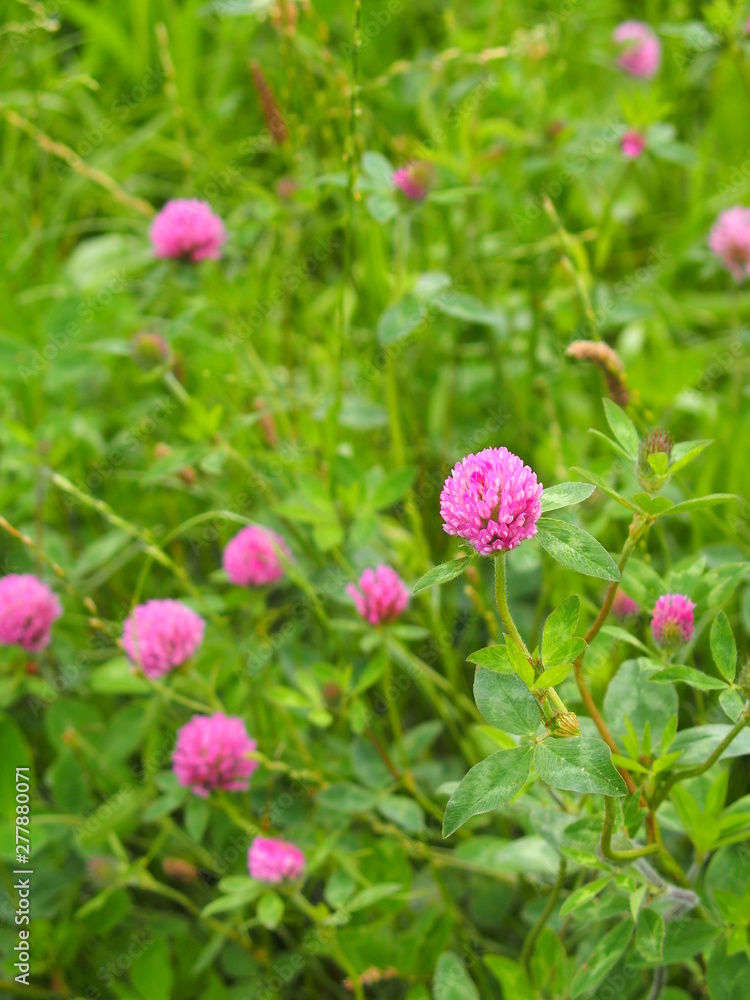 除草された後の土手に咲く赤詰め草 除草された後の土手に咲く赤詰め草