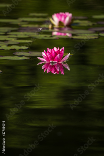 A beautiful light pink water lilies growing in a natural pond. Colorful summer scenery with water flowers.