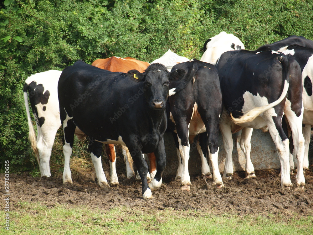 Cattle in Field