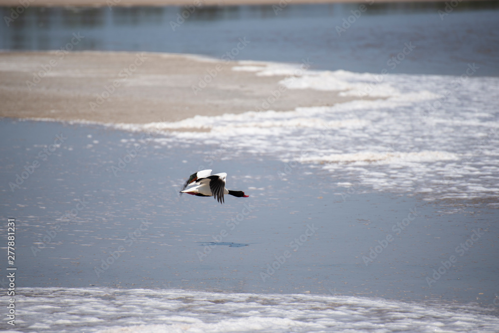 The common shelduck (Tadorna tadorna) The common shelduck (Tadorna tadorna)
