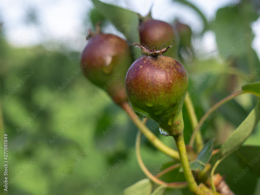 Fresh small young pears on pear tree branch in the garden. Fresh small young pears on pear tree branch in the garden.