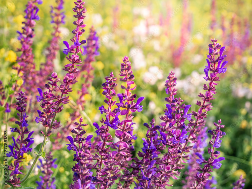 Obraz premium Beautiful purple sage flowers blooms in the summer meadow. Flower background.