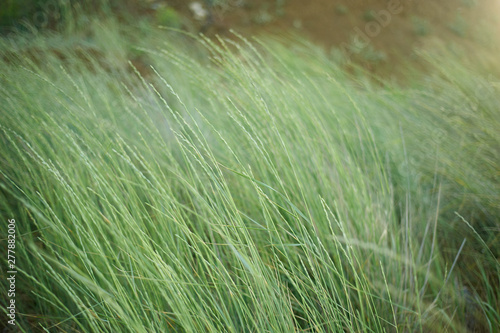 Grass   cereal on the coast. Pale green in color.