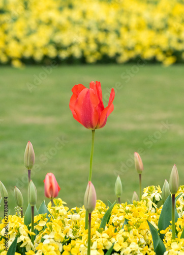 tulips in spring