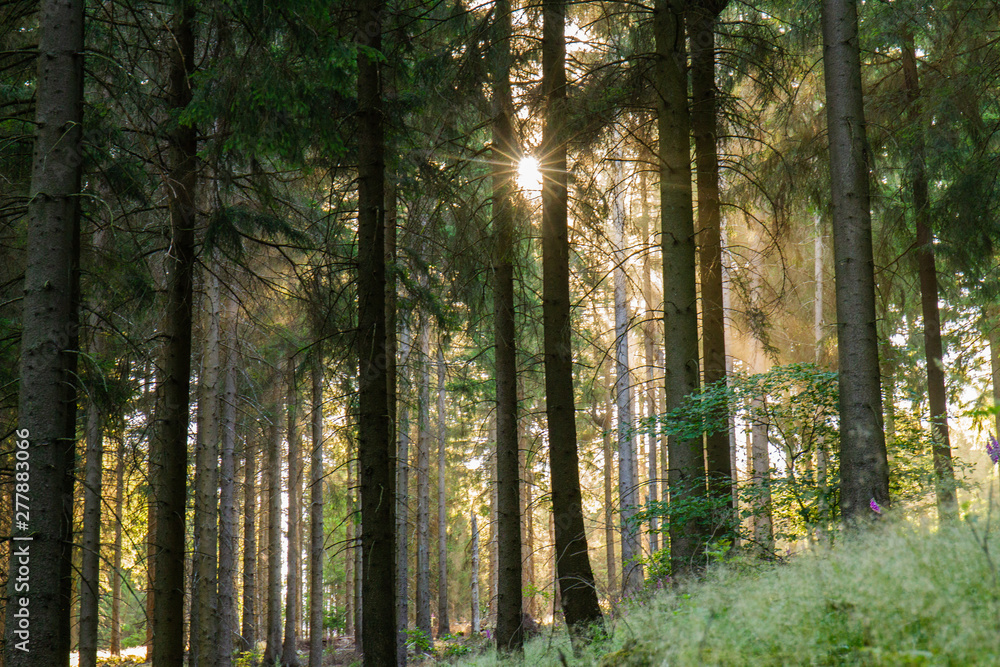 Fototapeta premium Waldästhetik