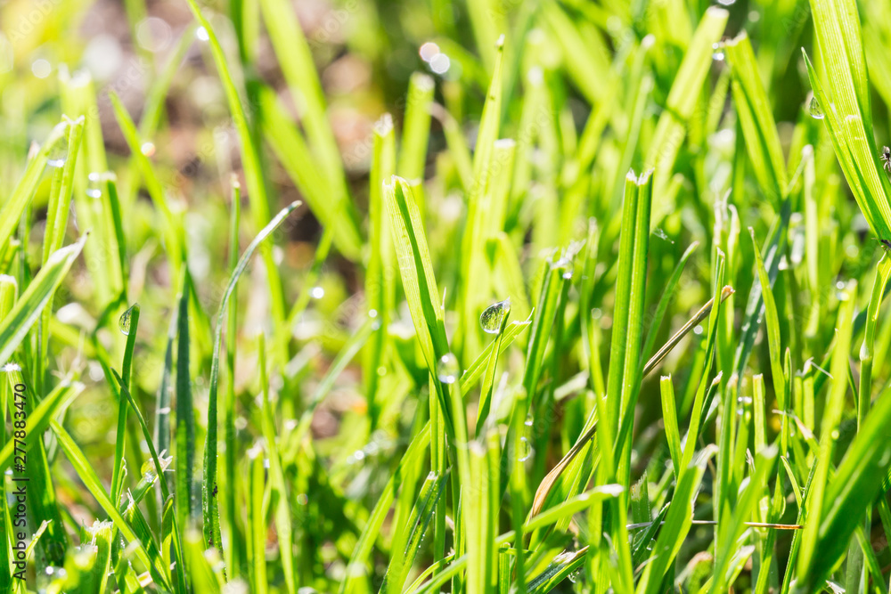 Close up of thick grass with water drops in the early morning Close up of thick grass with water drops in the early morning