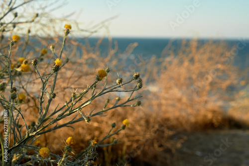 Yellow flowers growing on the beach. Botany of the sea coast.