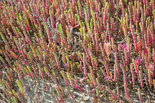 Production of rose salt, salt lakes with algae soleros.  It is considered the most useful in the world,raw organic vegan materials for the production of cosmetics, treatments, medical products . photo