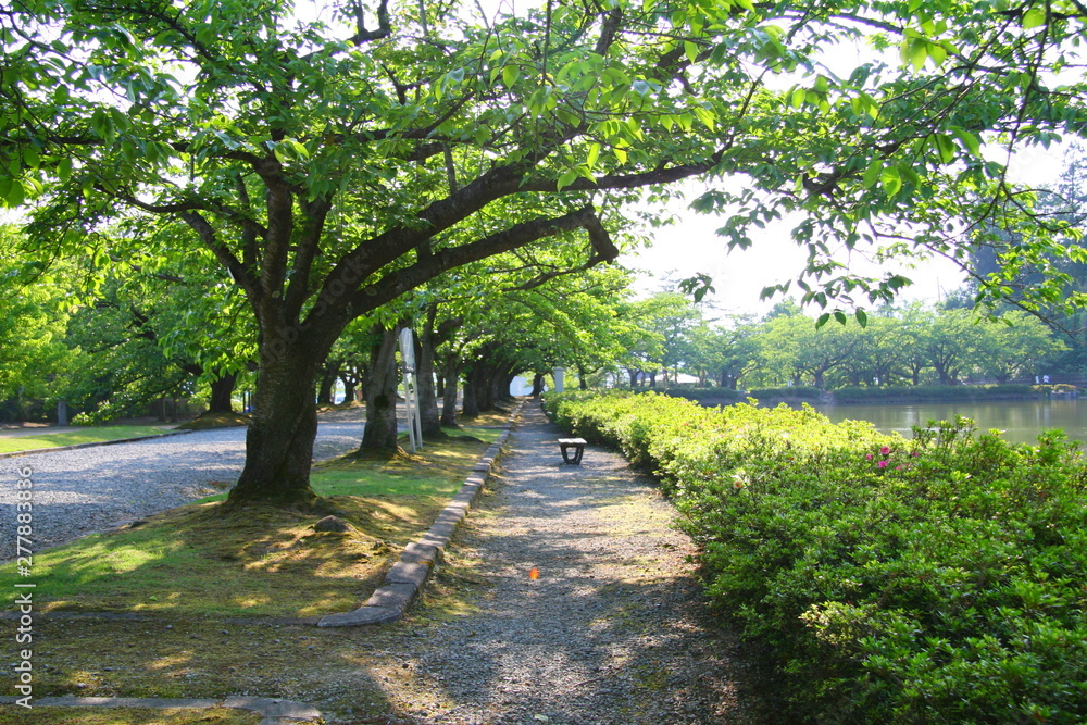 公園 桜並木 散歩道