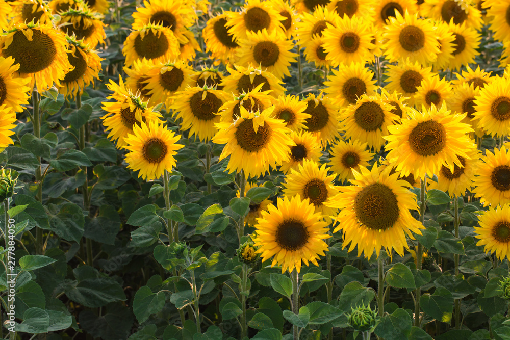 Fototapeta premium Field of sunflowers. Composition of nature.