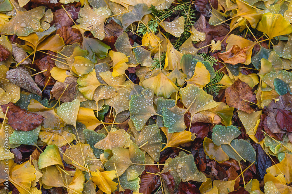 Ginkgo biloba autumnal colorful fallen leaves Ginkgo biloba autumnal colorful fallen leaves