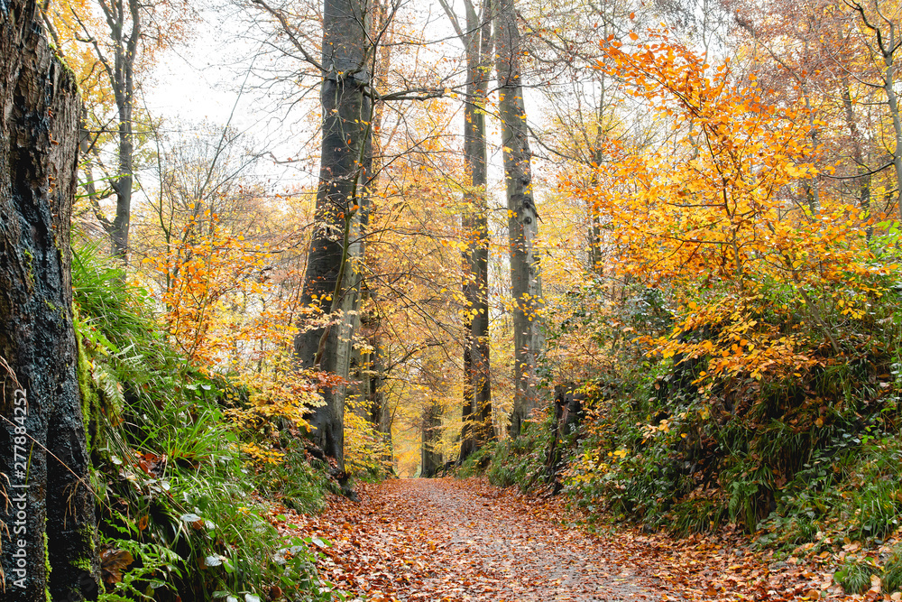 A path in autumnal Sonian Forest