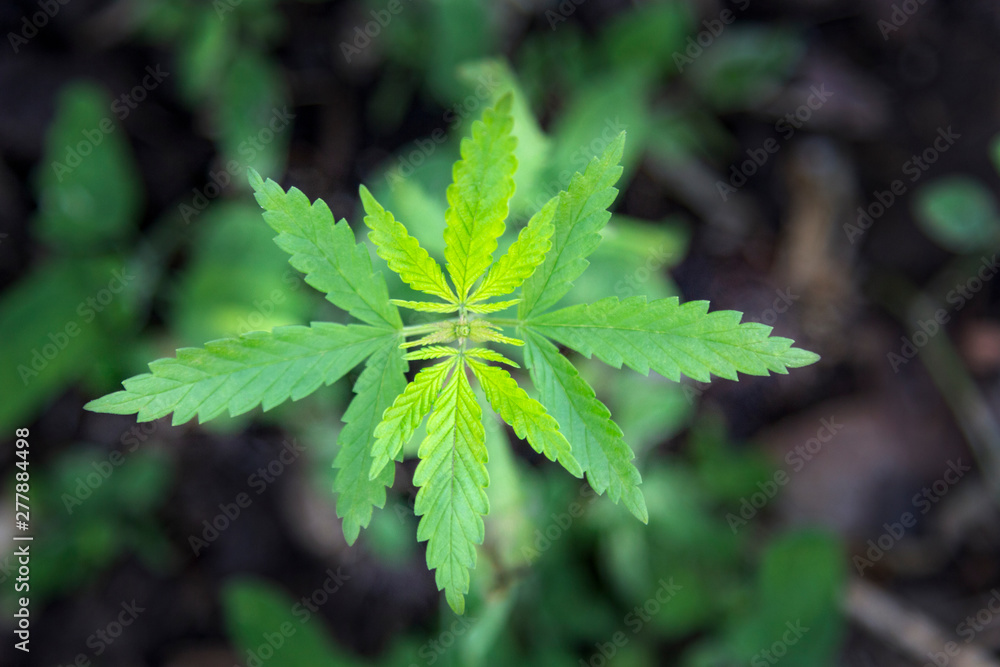Green branch cannabis with five fingers leaves , blooming plant marijuana for legalization medical hemp Green branch cannabis with five fingers leaves , blooming plant marijuana for legalization medical hemp