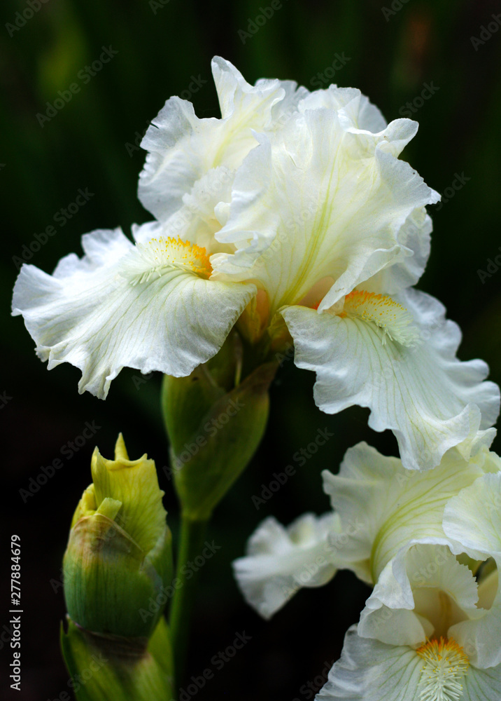 beautiful flowers in nature in the botanical garden