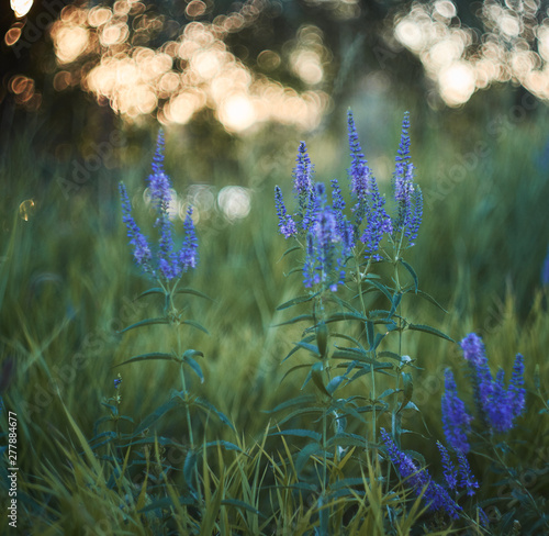 summer grass in the dawn light, against the beautiful bokeh