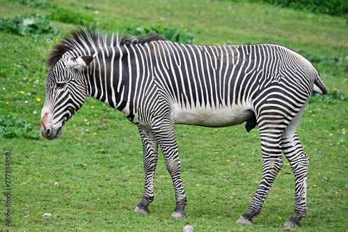 Walking zebra on green lawn.