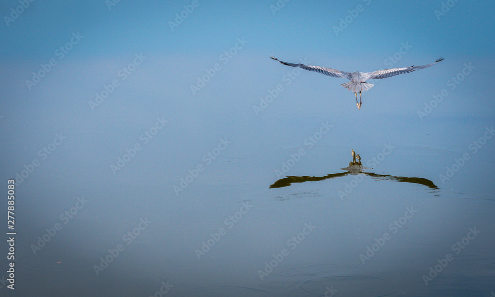 Obraz premium Blue Heron in Flight