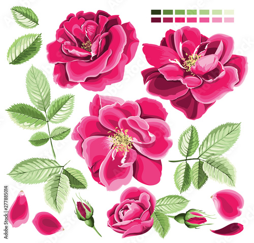 A set of bright pink wild rose