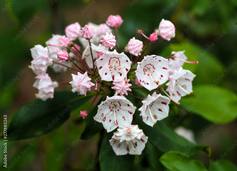 beautiful flowers in nature in the botanical garden