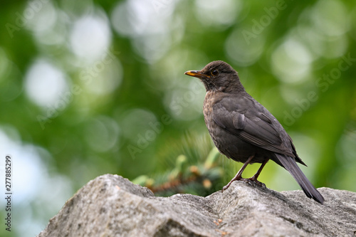 Female blackbird looking on stone.
