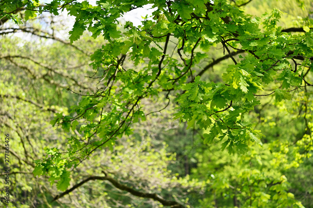 Fresh green oak leaves outside by the forest. Fresh green oak leaves outside by the forest.