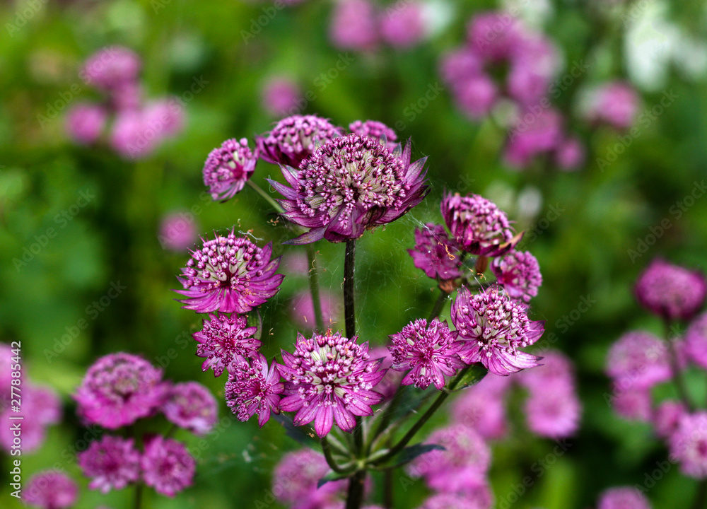 beautiful flowers in nature in the botanical garden beautiful flowers in nature in the botanical garden
