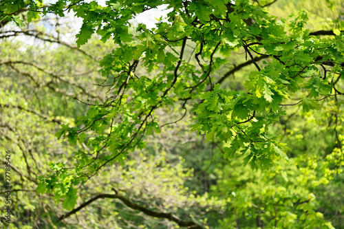 Fresh green oak leaves outside by the forest.