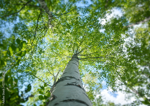 Trunk and crown of birch with green leaves bottom view