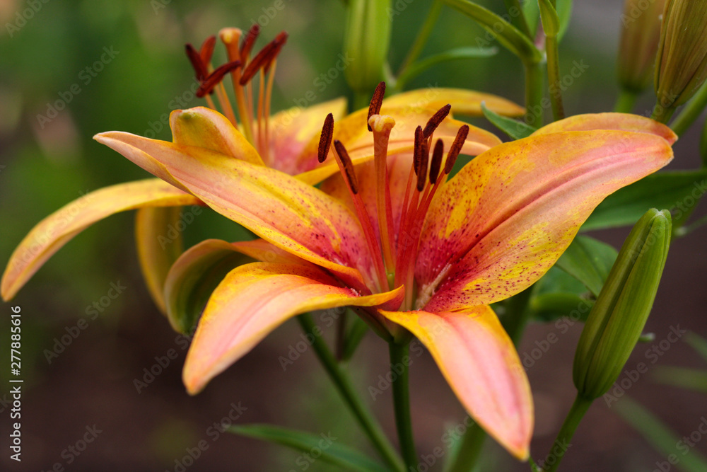 beautiful flowers in nature in the botanical garden beautiful flowers in nature in the botanical garden